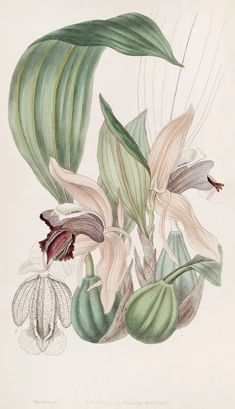 Showy Coelogyne Wall Art by Sydenham Edwards - High-Resolution Digital Print
