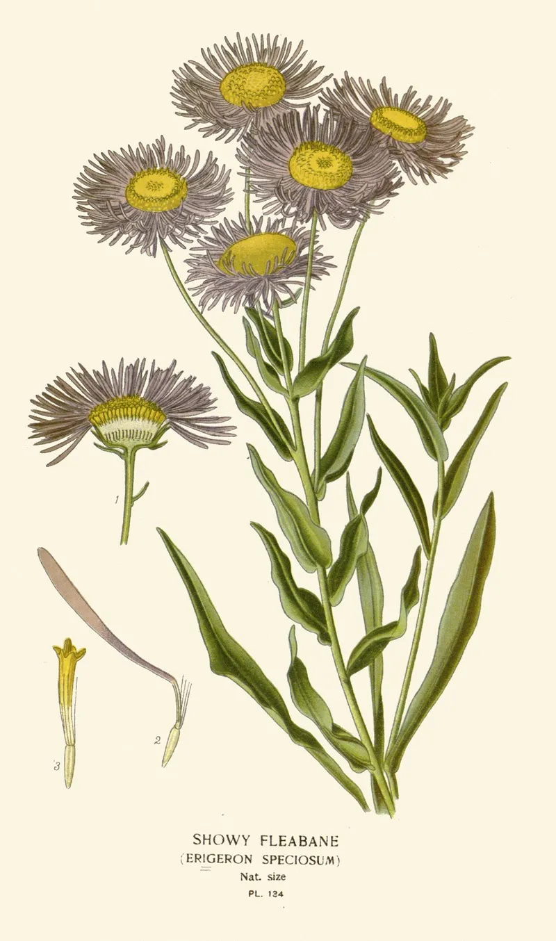 Showy Fleabane Wall Art by Edward Step - High-Resolution Digital Print