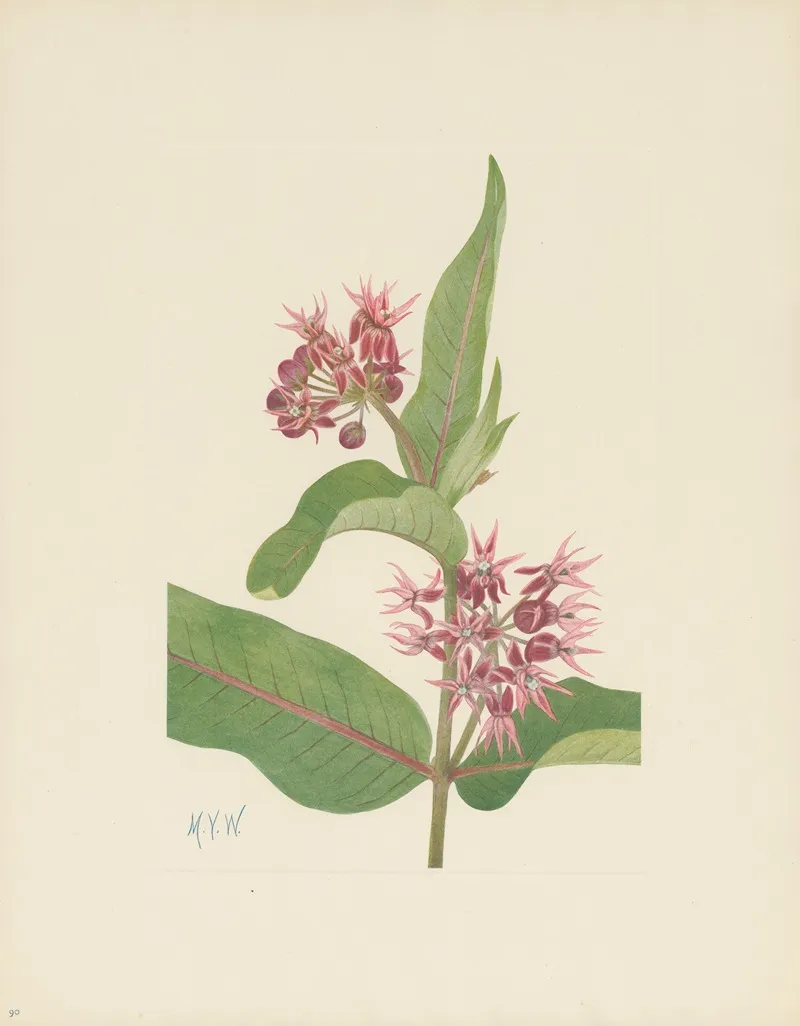 Showy Milkweed Asclepias Speciosa 3