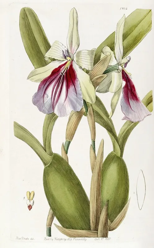 Showy Miltonia Wall Art by Sydenham Edwards - High-Resolution Digital Print