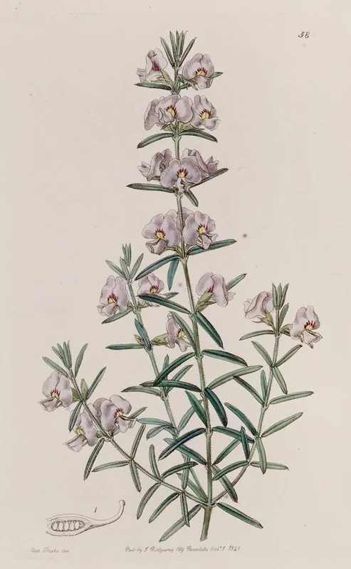 Showy Mirbelia Wall Art by Sydenham Edwards - High-Resolution Digital Print