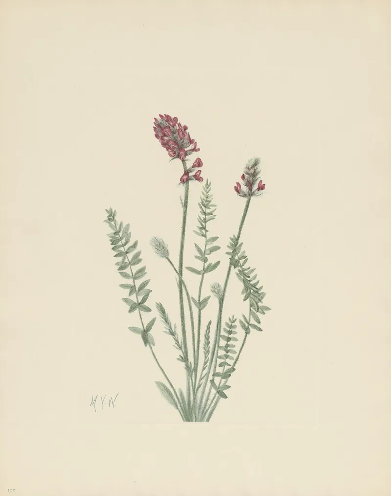 Showy Oxytrope Oxytropis Splendens 2
