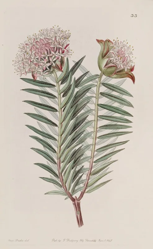 Showy Pimelea Wall Art by Sydenham Edwards - High-Resolution Digital Print