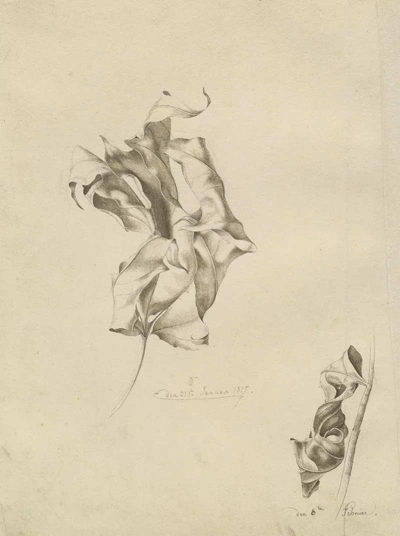 Shriveled Leaves Wall Art by Friedrich von Olivier - High-Resolution Digital Print