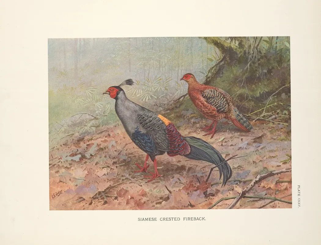 Siamese Crested Fireback Lophura Diardi Wall Art by George Edward Lodge - High-Resolution Digital Print