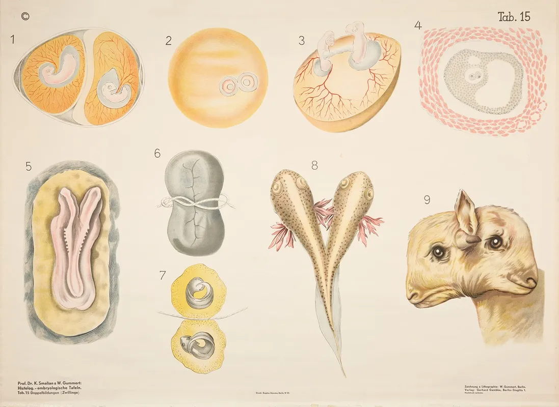 Siamese Twins Wall Art by W. Gummert - High-Resolution Digital Print