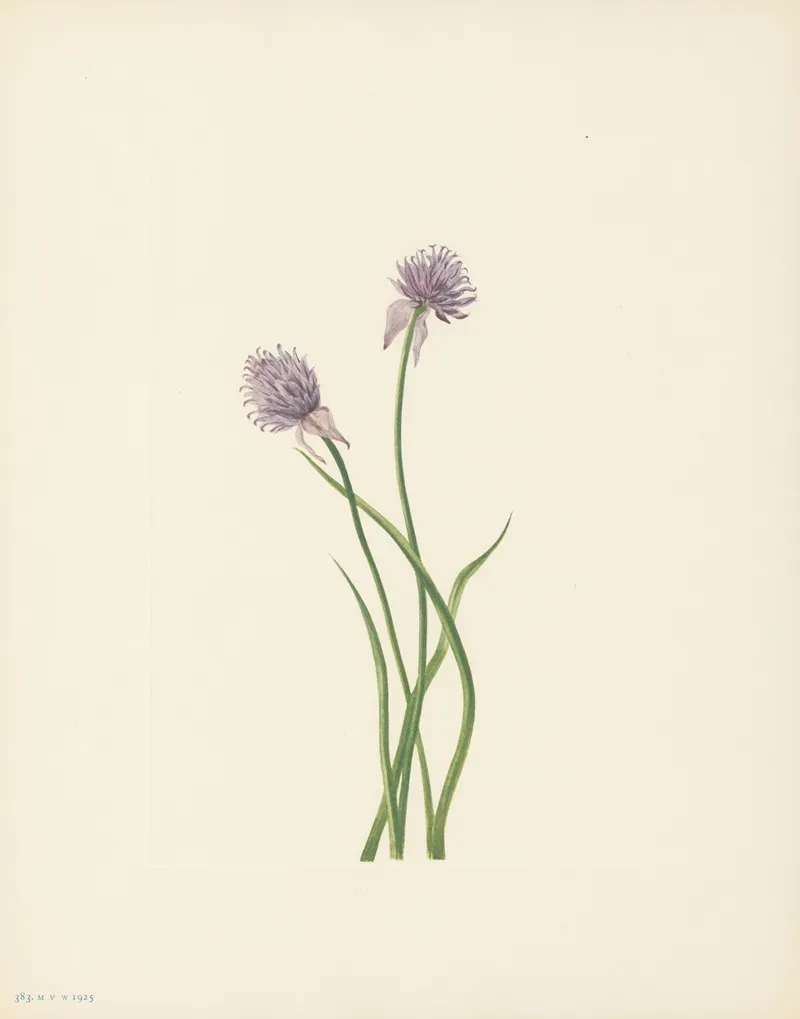 Siberian Onion Allium Sibericum 3