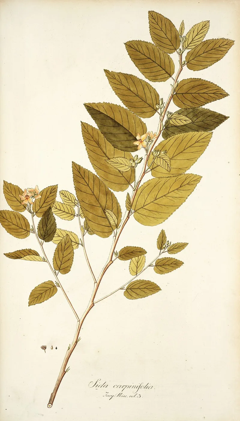 Sida Carpinifolia Wall Art by Nikolaus Joseph Freiherr von Jacquin - High-Resolution Digital Print