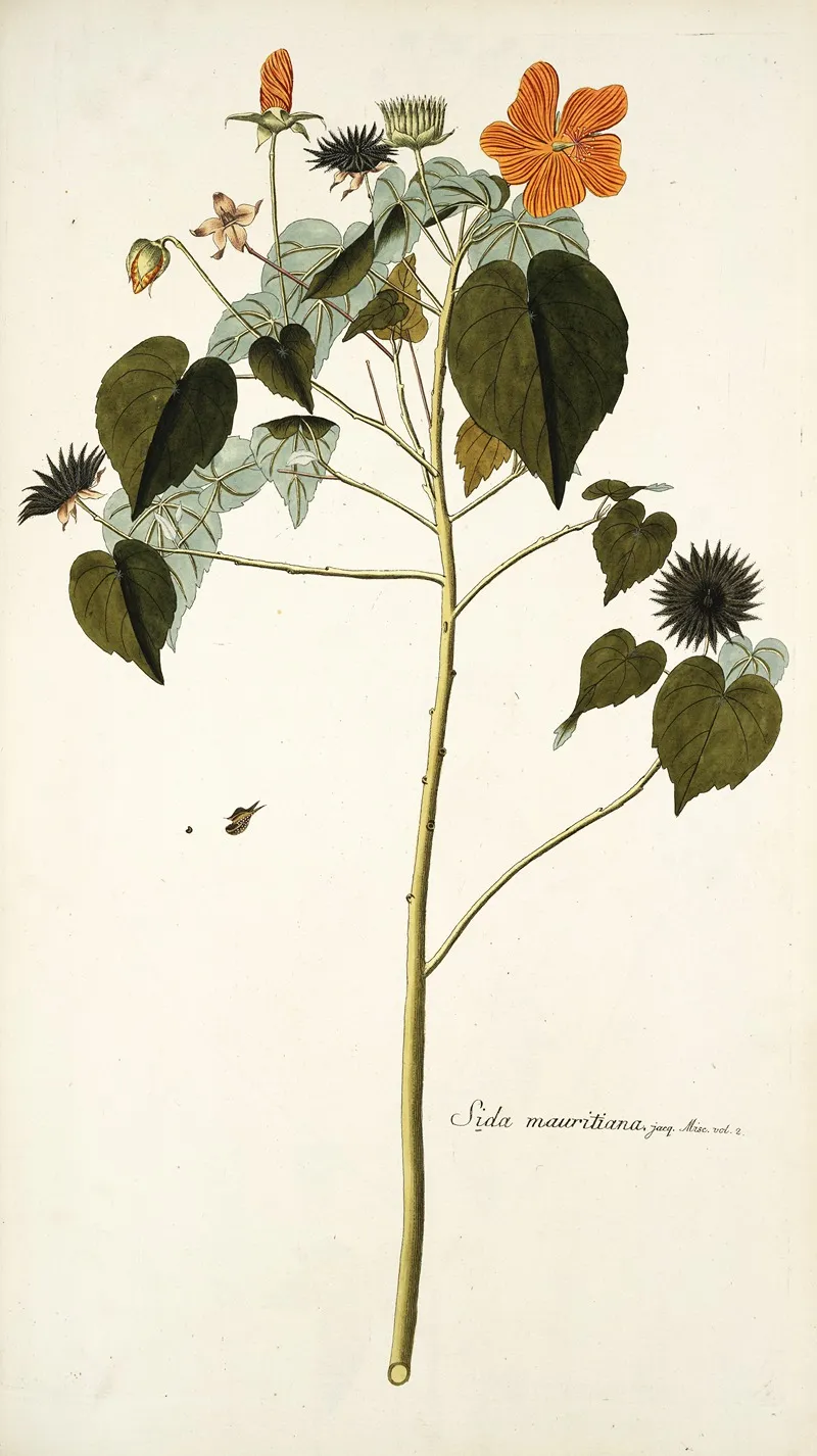 Sida Mauritiana Wall Art by Nikolaus Joseph Freiherr von Jacquin - High-Resolution Digital Print