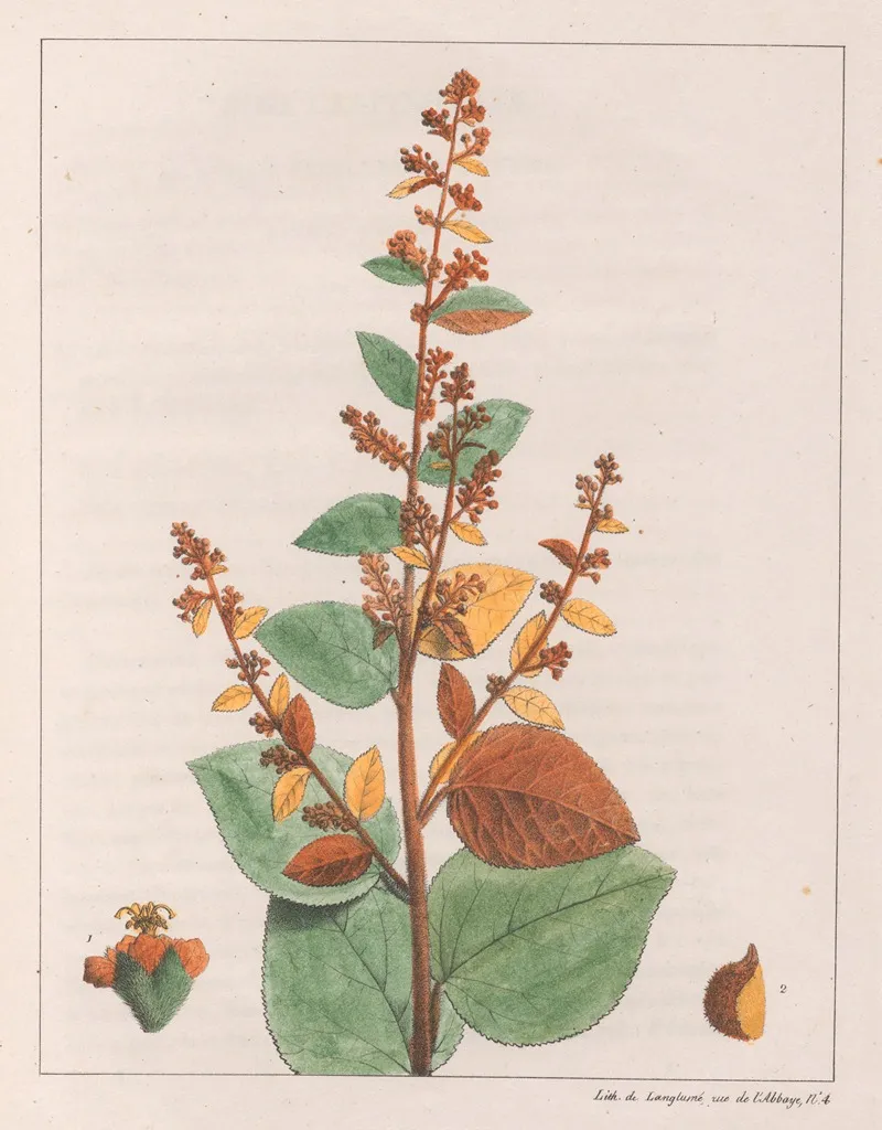 Sida Micrantha Wall Art by Auguste de Saint-Hilaire - High-Resolution Digital Print
