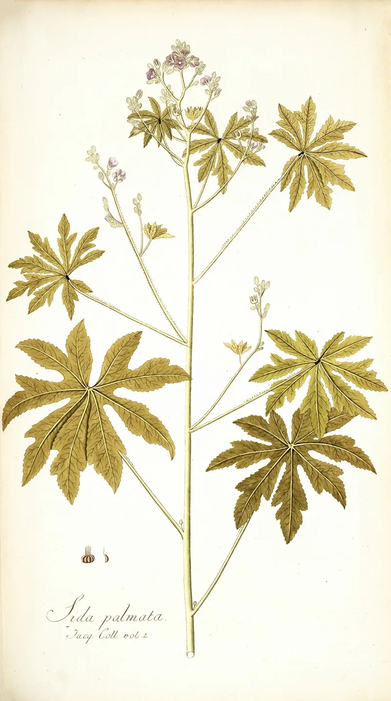 Sida Palmata Wall Art by Nikolaus Joseph Freiherr von Jacquin - High-Resolution Digital Print