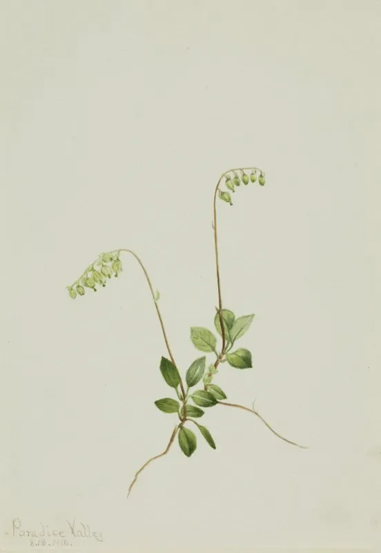 Sidebells Pyrola Pyrola Secunda 2