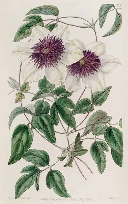 Siebolds Clematis Wall Art by Sydenham Edwards - High-Resolution Digital Print