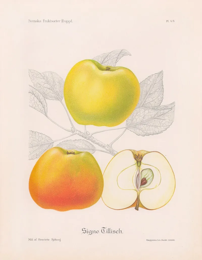 Signe Tillisch Wall Art by Henriette Sjöberg - High-Resolution Digital Print