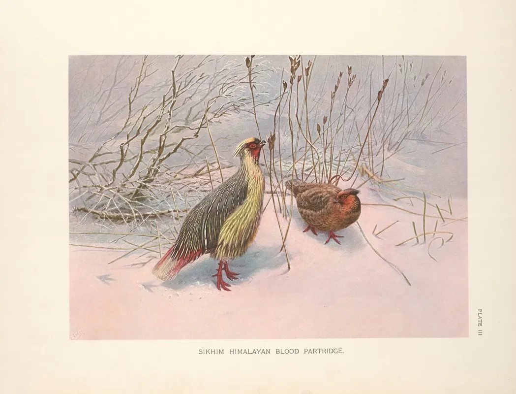 Sikhim Himalayan Blood Partridge Ithagenes Cruentus Affinis Wall Art by George Edward Lodge - High-Resolution Digital Print
