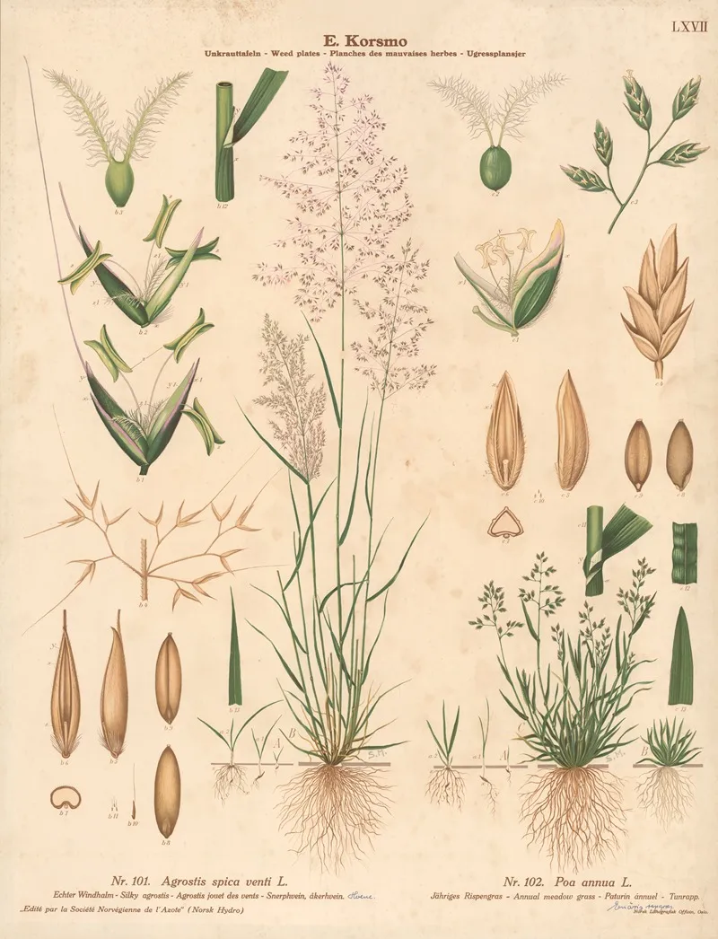 Silky Agrostis Annual Meadow Grass Wall Art by Sara Mørk - High-Resolution Digital Print