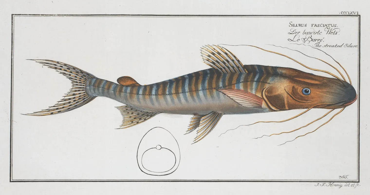 Silurus Fasciatus The Streaked Silure Wall Art by Marcus Elieser Bloch - High-Resolution Digital Print