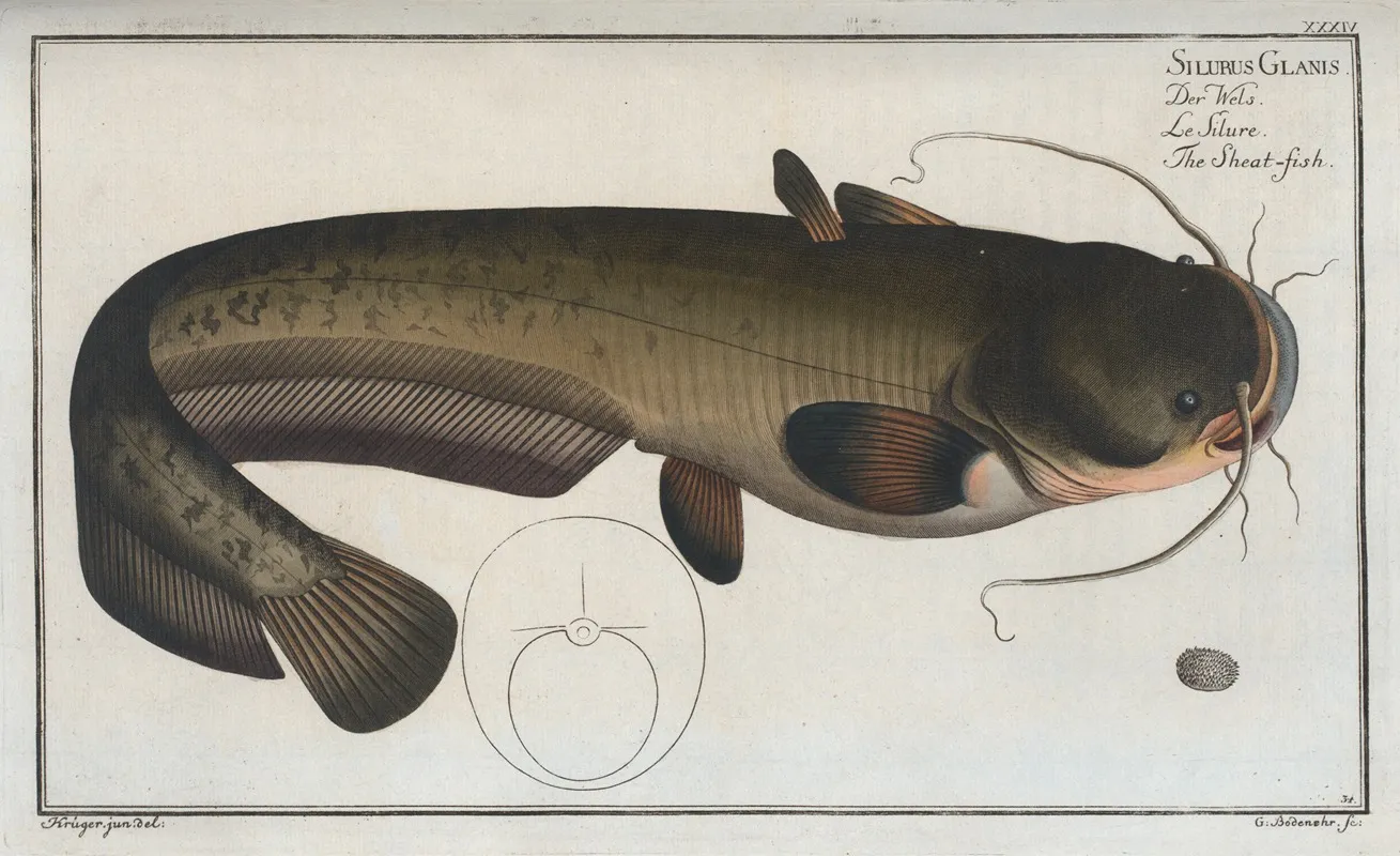 Silurus Glanis The Sheat Fish Wall Art by Marcus Elieser Bloch - High-Resolution Digital Print