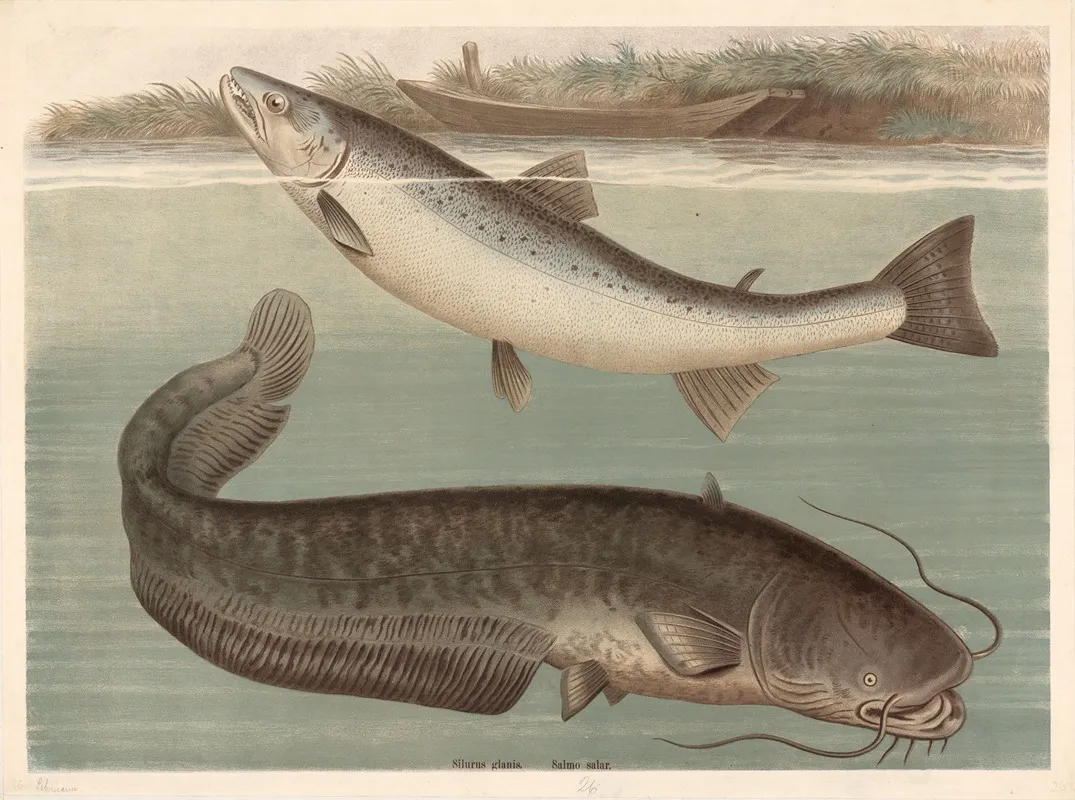 Silurus Glanis Wall Art by Friedrich Specht - High-Resolution Digital Print