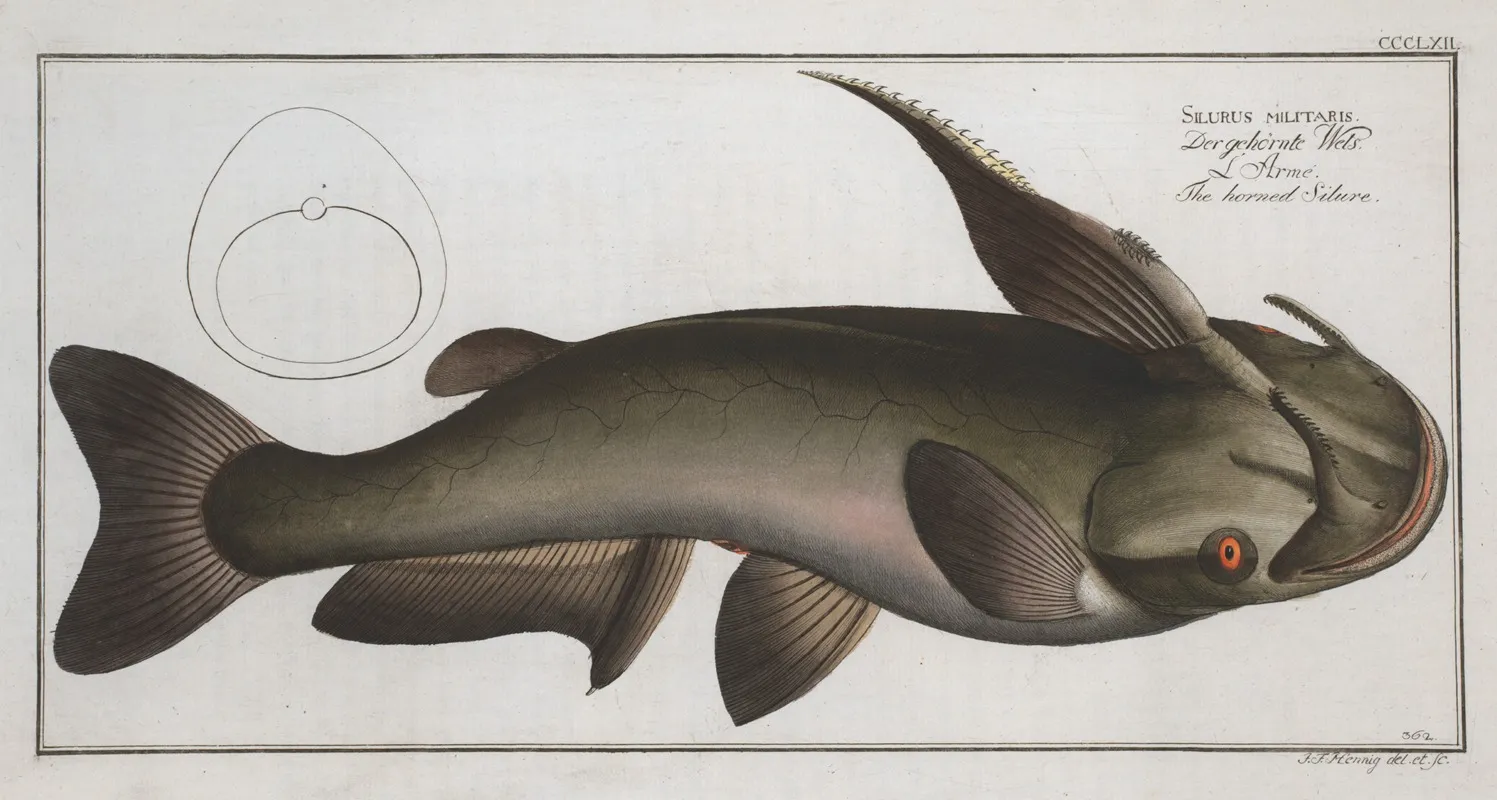 Silurus Militaris The Horned Silure Wall Art by Marcus Elieser Bloch - High-Resolution Digital Print