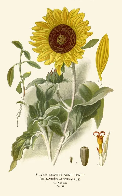 Silver Leaved Sunflower Wall Art by Edward Step - High-Resolution Digital Print