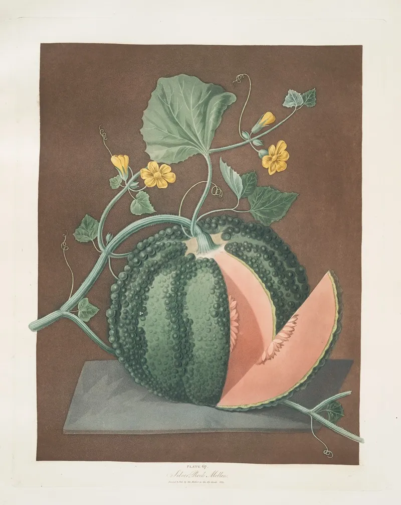 Silver Rock Melon Wall Art by George Brookshaw - High-Resolution Digital Print