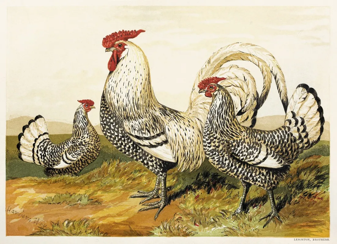 Silver Spangled Hamburghs Wall Art by Harrison Weir - High-Resolution Digital Print