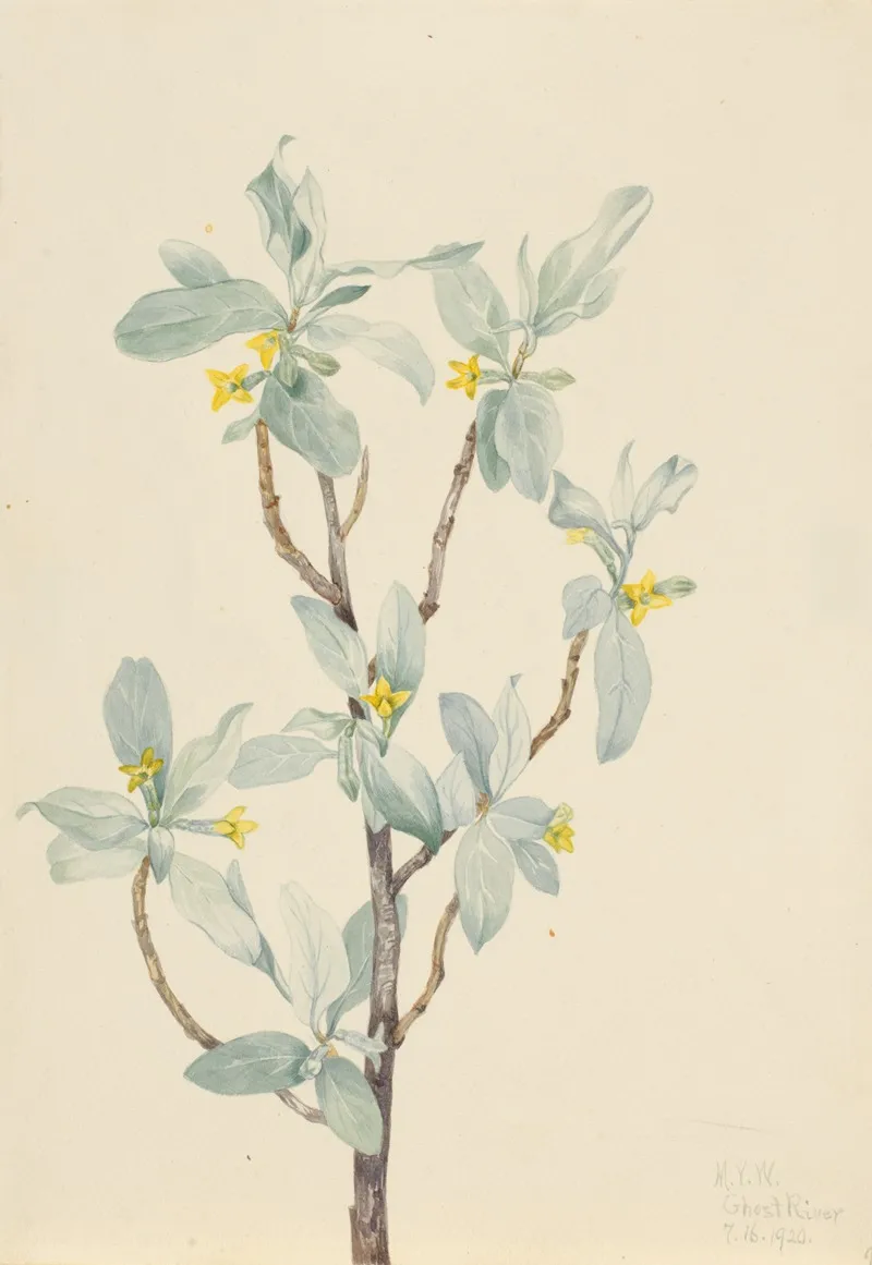 Silverberry Elaeagnus Commutata