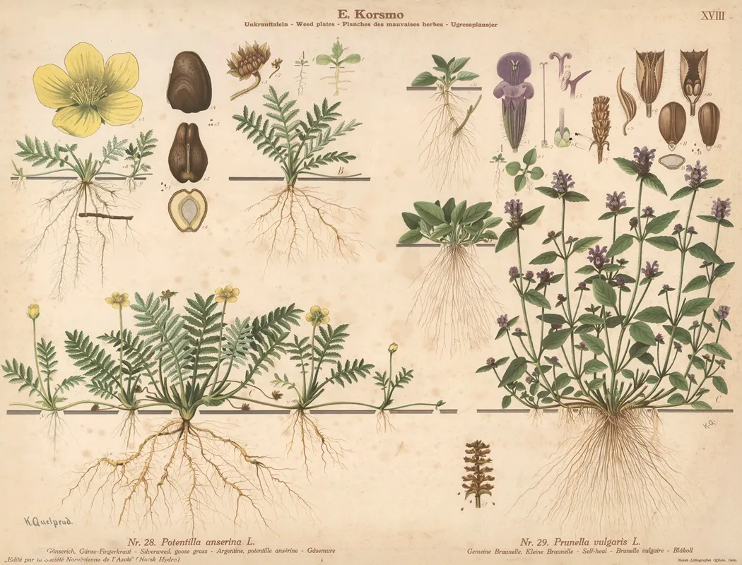Silverweed Goose Grass Self Heal Wall Art by Knut Quelprud - High-Resolution Digital Print