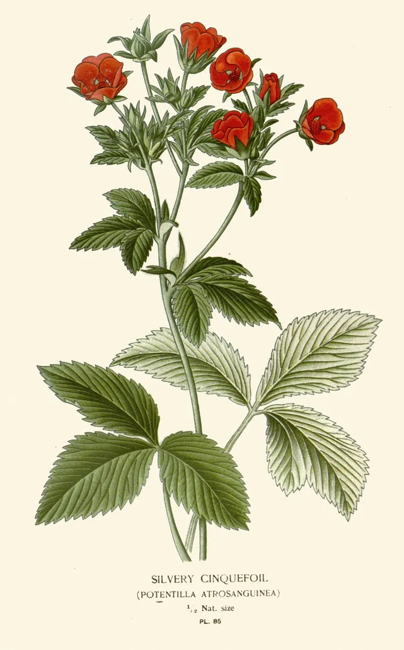 Silvery Cinquefoil Wall Art by Edward Step - High-Resolution Digital Print