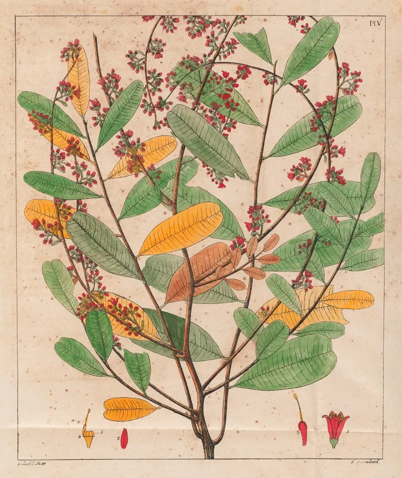 Simaruba Versicolor Wall Art by Auguste de Saint-Hilaire - High-Resolution Digital Print