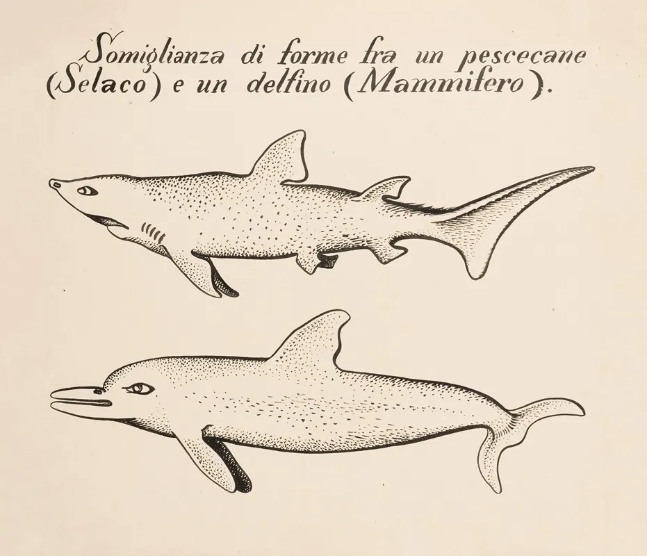 Similarity Of Shape Between A Dogfish Selacus And A Dolphin Mammal