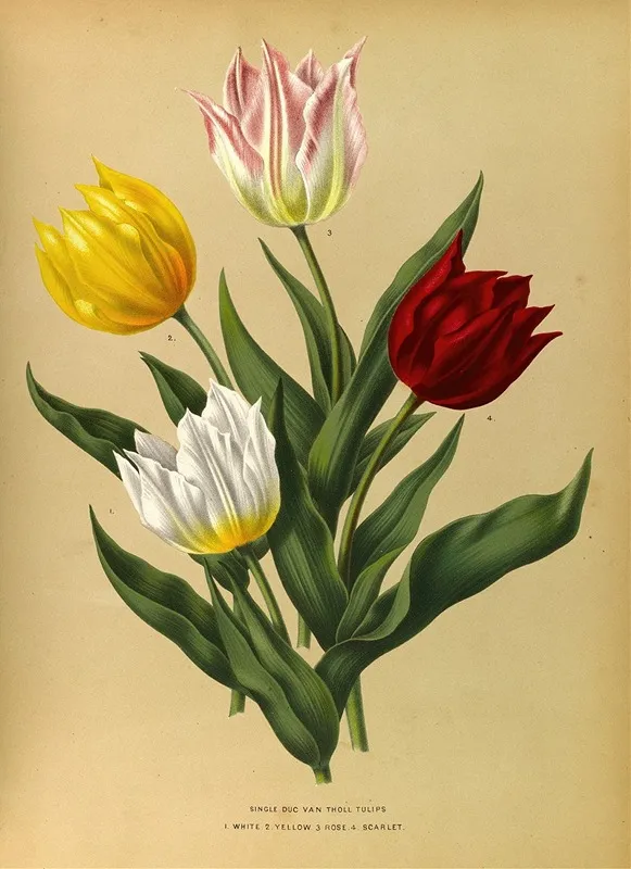 Single Duc Van Tholl Tuliips Wall Art by Arentina Hendrica Arendsen - High-Resolution Digital Print
