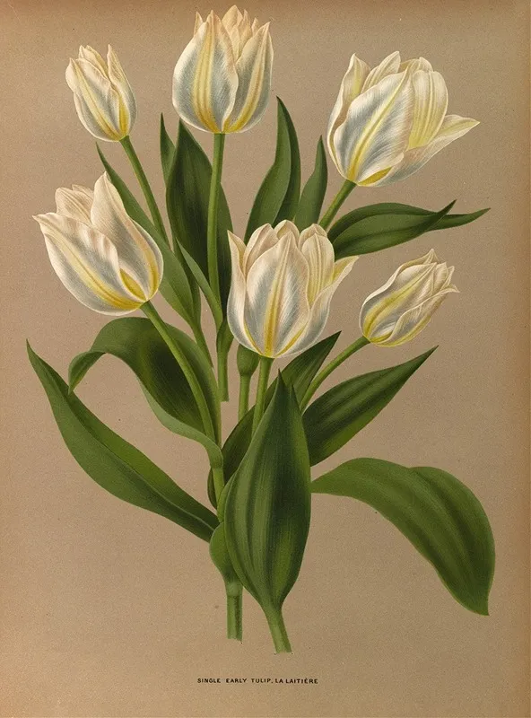 Single Early Tulip La Laitiere Wall Art by Arentina Hendrica Arendsen - High-Resolution Digital Print