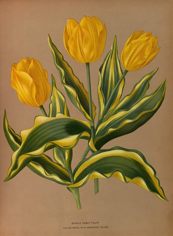 Single Early Tulip Yellow Prince With Vartecated Foliage Wall Art by Arentina Hendrica Arendsen - High-Resolution Digital Print