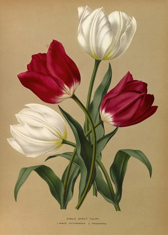 Single Early Tulips 1 White Pottebakker 2 Prosperpine Wall Art by Arentina Hendrica Arendsen - High-Resolution Digital Print