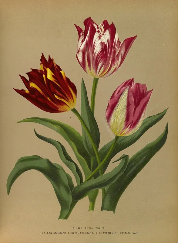 Single Early Tulips 3 Wall Art by Arentina Hendrica Arendsen - High-Resolution Digital Print