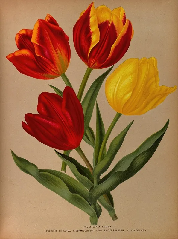 Single Early Tulips 4 Wall Art by Arentina Hendrica Arendsen - High-Resolution Digital Print