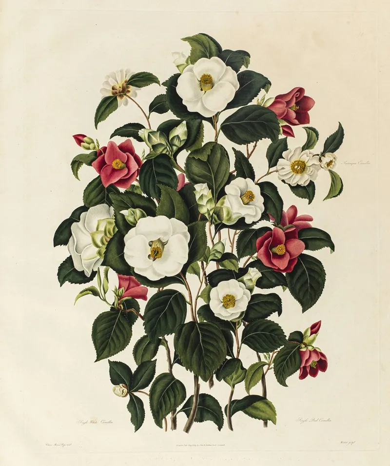 Single White Camellia Single Red Camellia Sasanqua Camellia Wall Art by Clara Maria Pope - High-Resolution Digital Print
