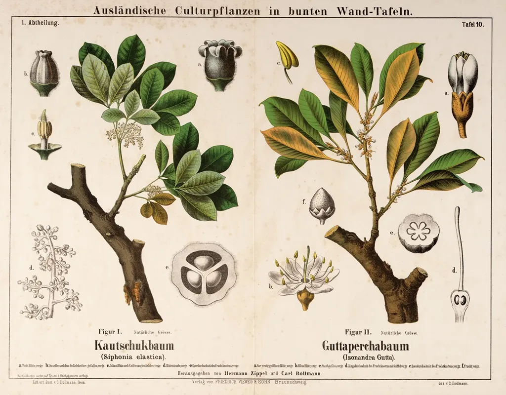 Siphonia Elastica Isonandra Gutta Rubberboom Gutta Perchaboom Wall Art by Hermann Zippel - High-Resolution Digital Print