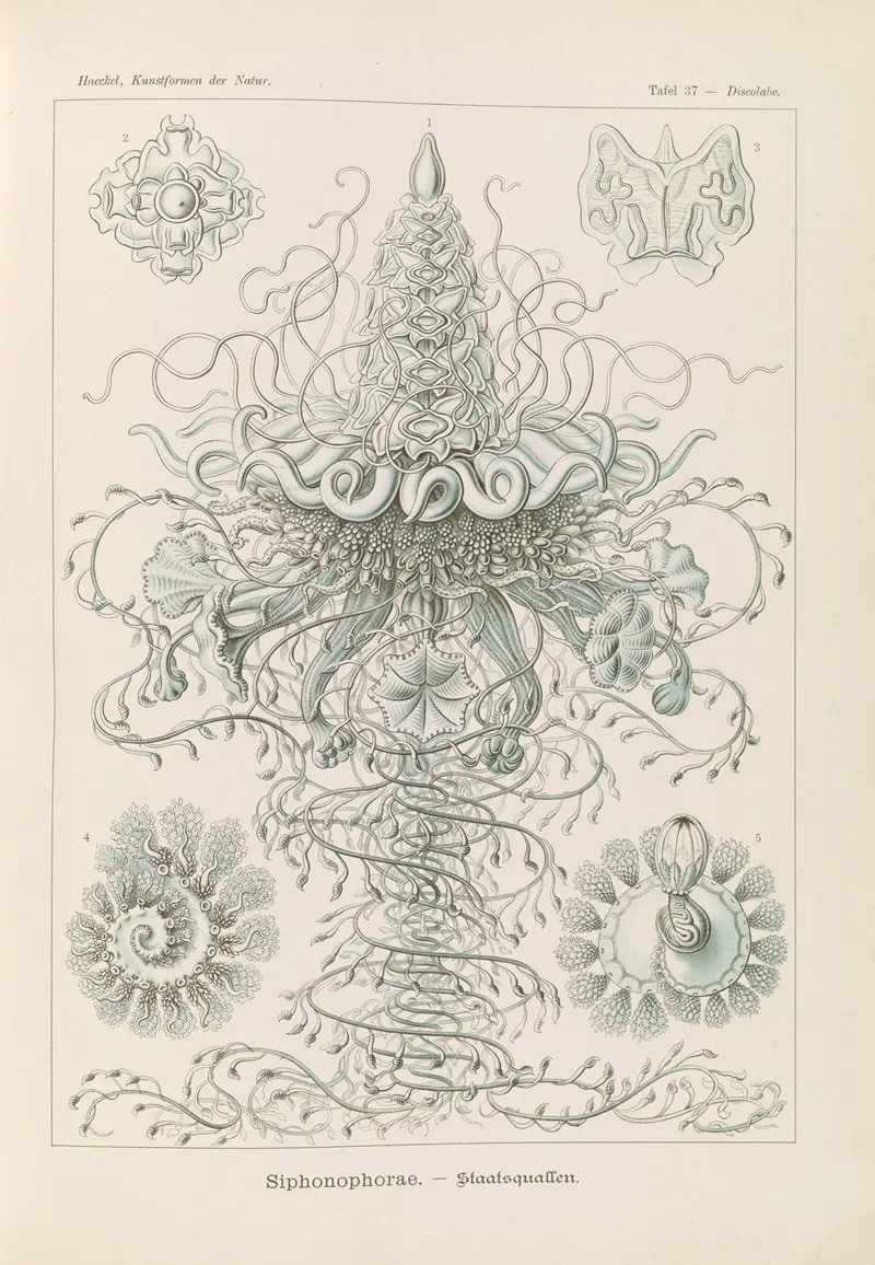 Siphonophorae Staatsquallen 2 Wall Art by Ernst Haeckel - High-Resolution Digital Print