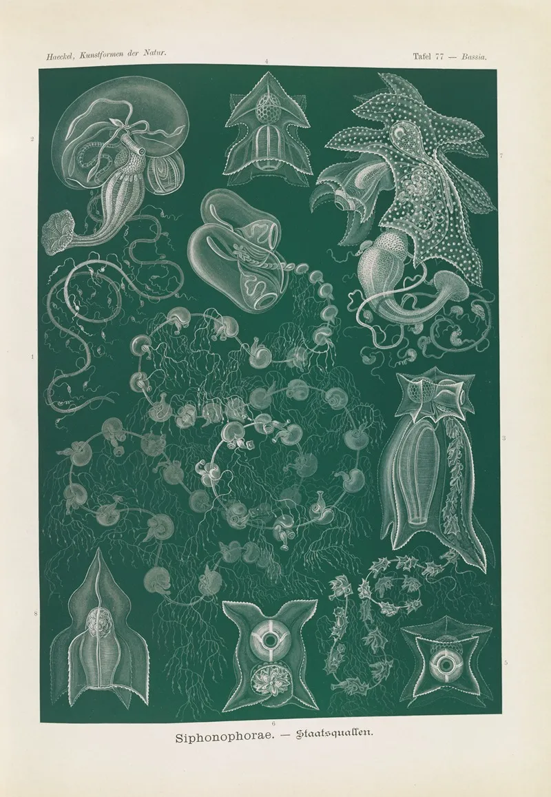Siphonophorae Staatsquallen 5 Wall Art by Ernst Haeckel - High-Resolution Digital Print