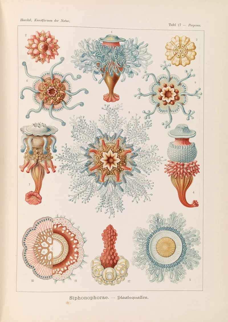 Siphonophorae Staatsquallen Wall Art by Ernst Haeckel - High-Resolution Digital Print