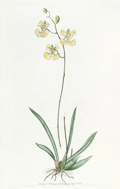 Sir C Lemons Oncidium Wall Art by Sydenham Edwards - High-Resolution Digital Print