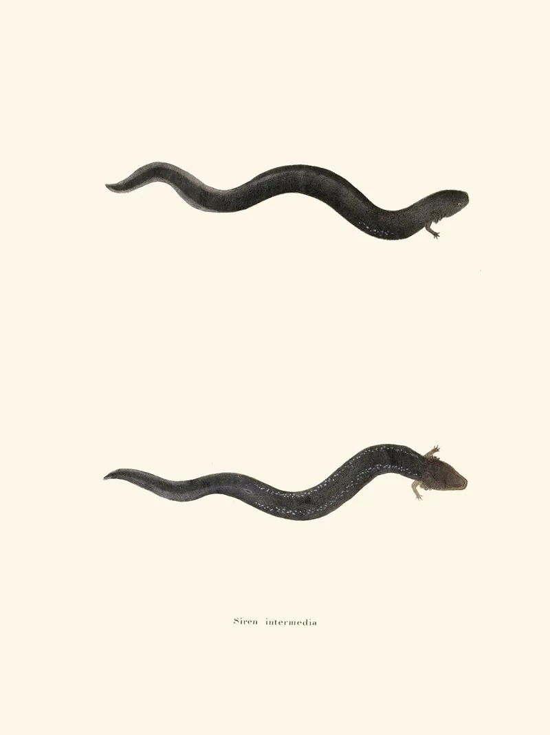 Siren Intermedia Wall Art by John Edwards Holbrook - High-Resolution Digital Print
