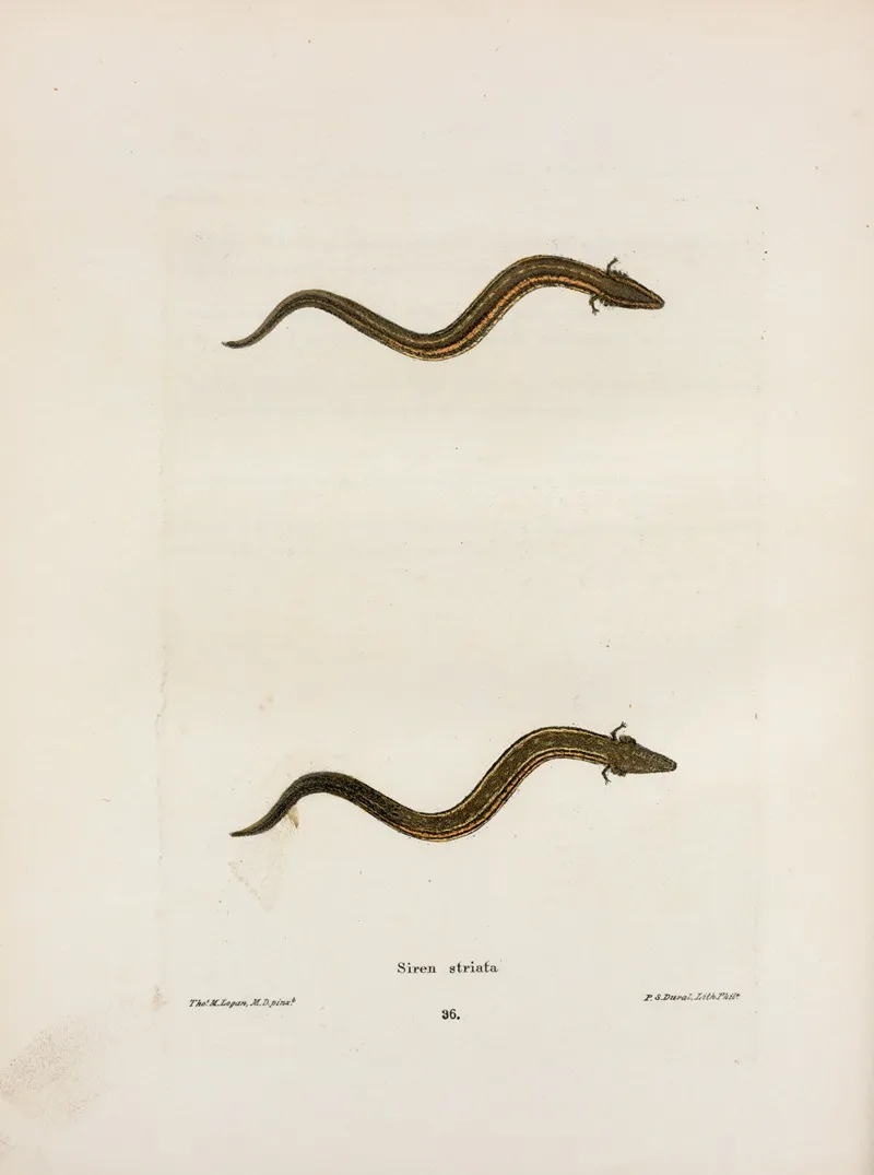 Siren Striata 2 Wall Art by John Edwards Holbrook - High-Resolution Digital Print