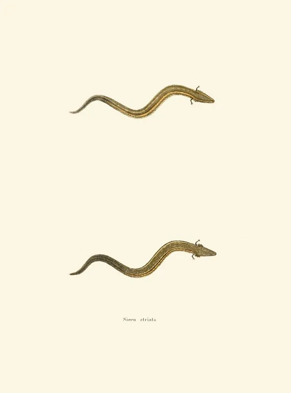 Siren Striata Wall Art by John Edwards Holbrook - High-Resolution Digital Print