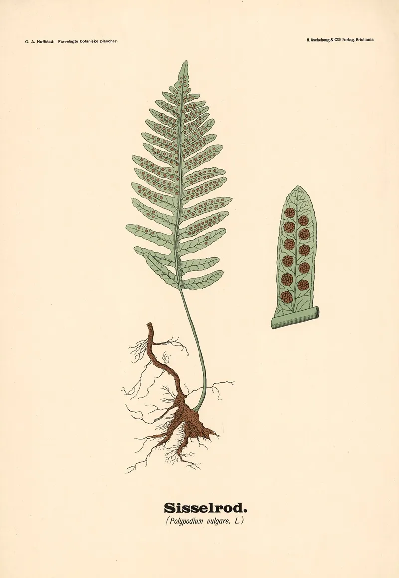 Sisselrod Polypodium Vulgare L Wall Art by Olaf Alfred Hoffstad - High-Resolution Digital Print