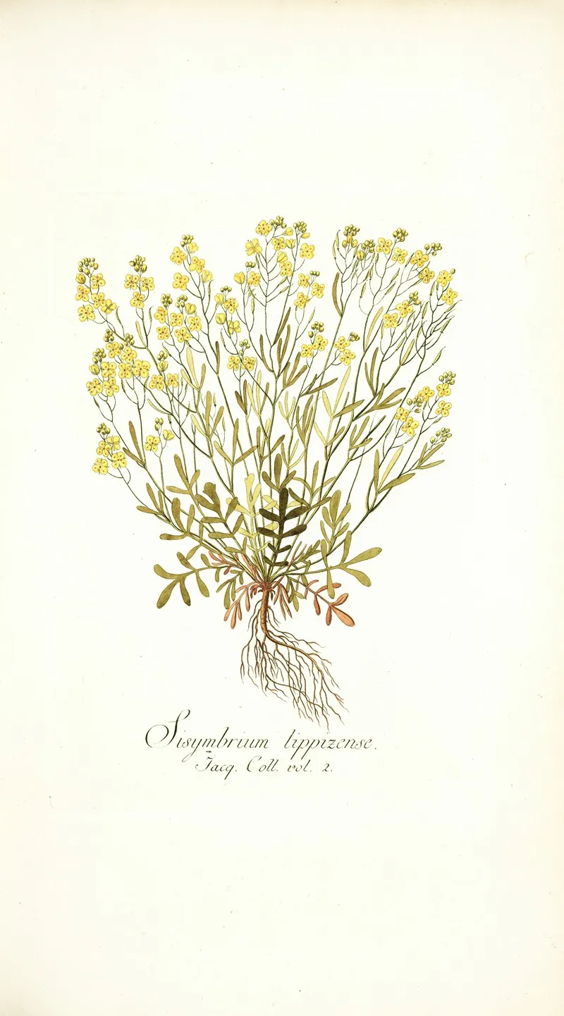 Sisymbrium Lippizense Wall Art by Nikolaus Joseph Freiherr von Jacquin - High-Resolution Digital Print