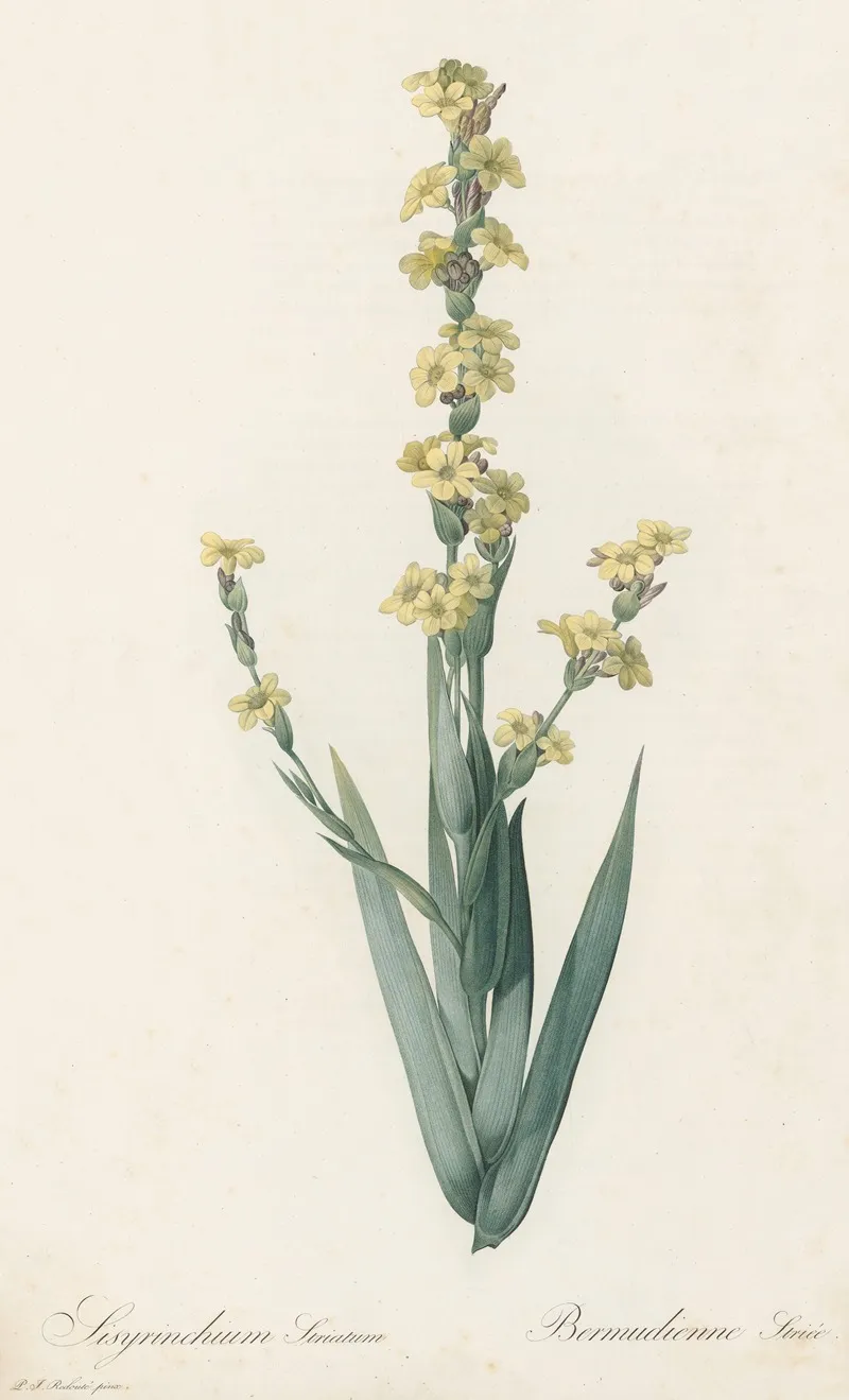 Sisyrinchium Striatum Wall Art by Pierre Joseph Redouté - High-Resolution Digital Print